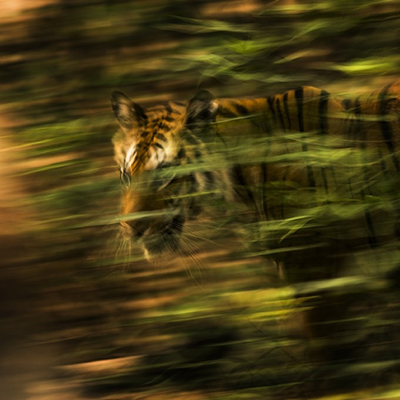 مسابقه بین المللی عکاسی طبیعت MontPhoto