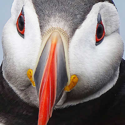 انتشار منتخب آثار رقابت «عکاس حیات‌وحش سال‌ ۲۰۲۰»